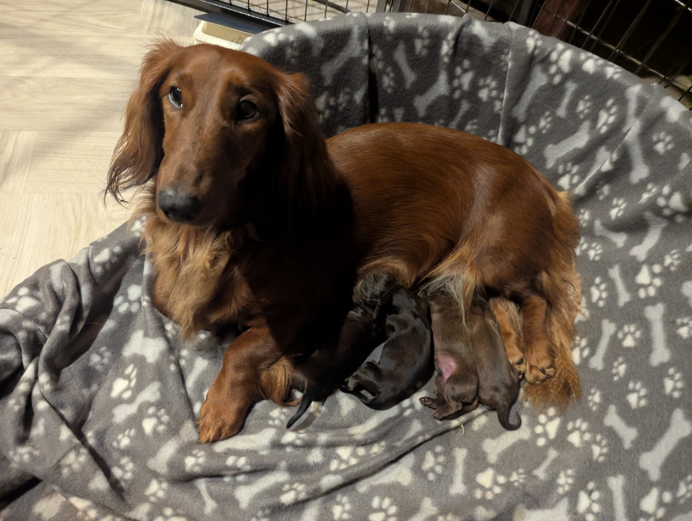 Chiots Teckel