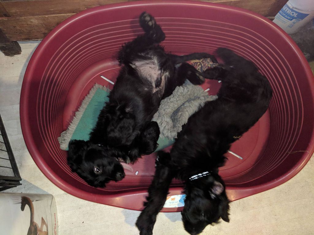 Chiot 2018