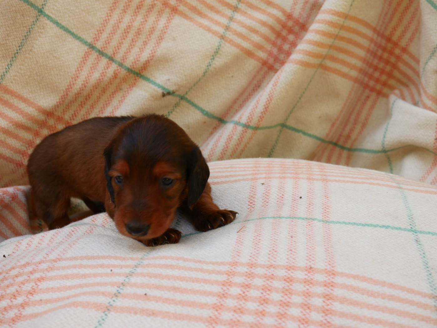 Des Plaines Du Valhalla - Chiots disponibles - Teckel poil long