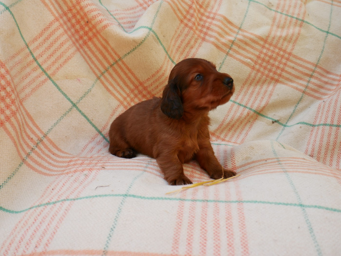 Des Plaines Du Valhalla - Chiots disponibles - Teckel poil long