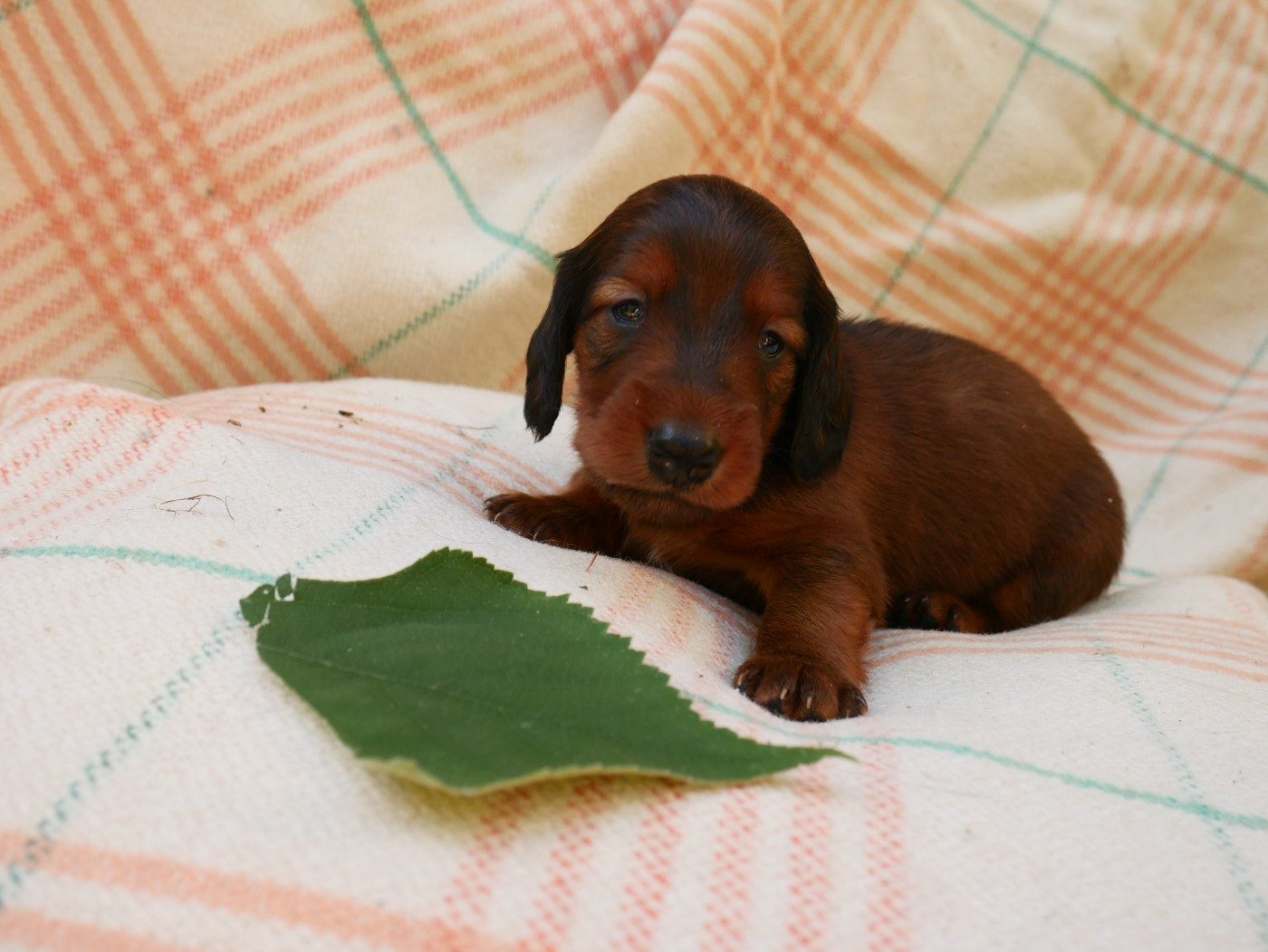 Des Plaines Du Valhalla - Chiots disponibles - Teckel poil long