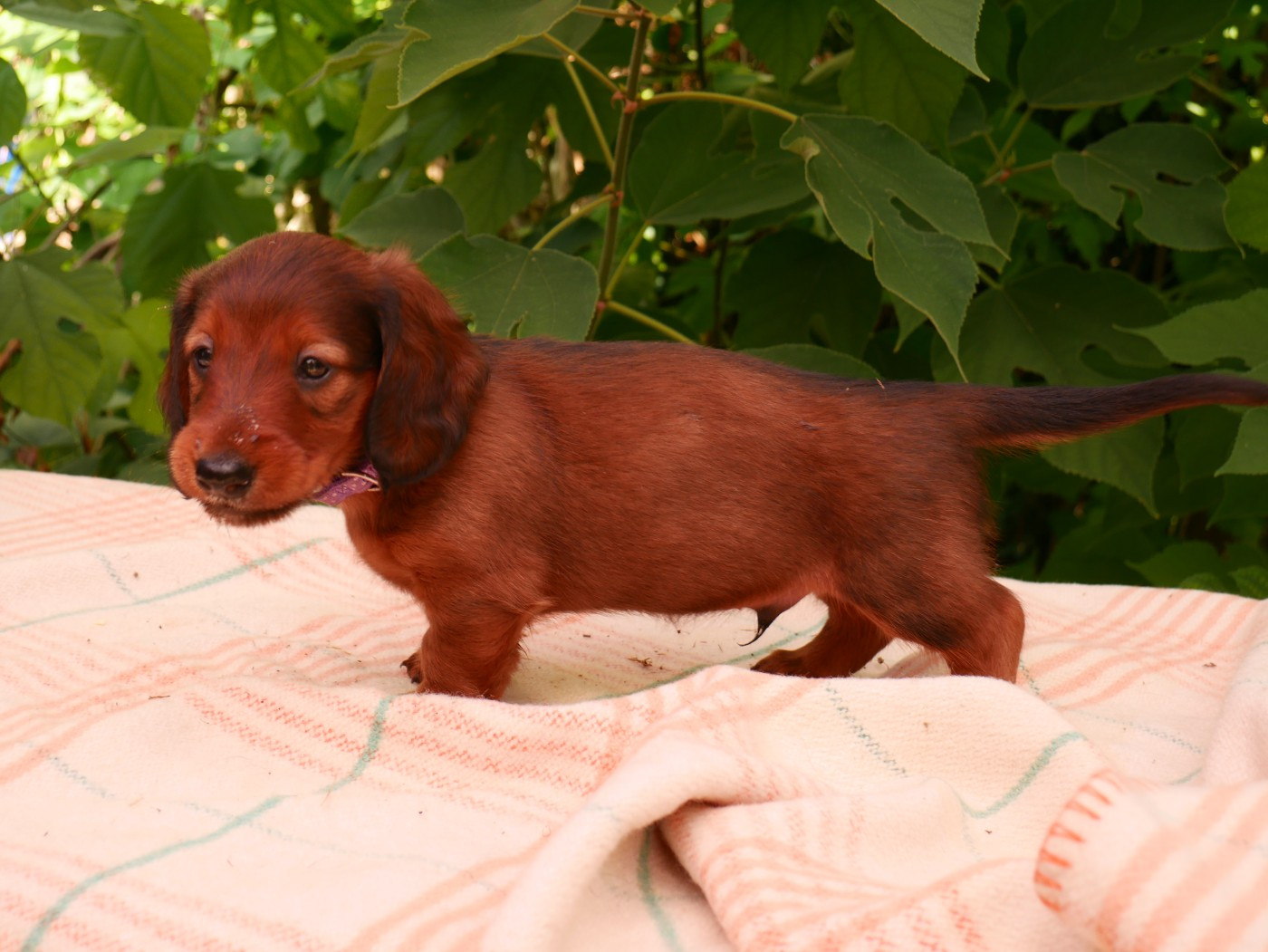 Des Plaines Du Valhalla - Chiots disponibles - Teckel poil long