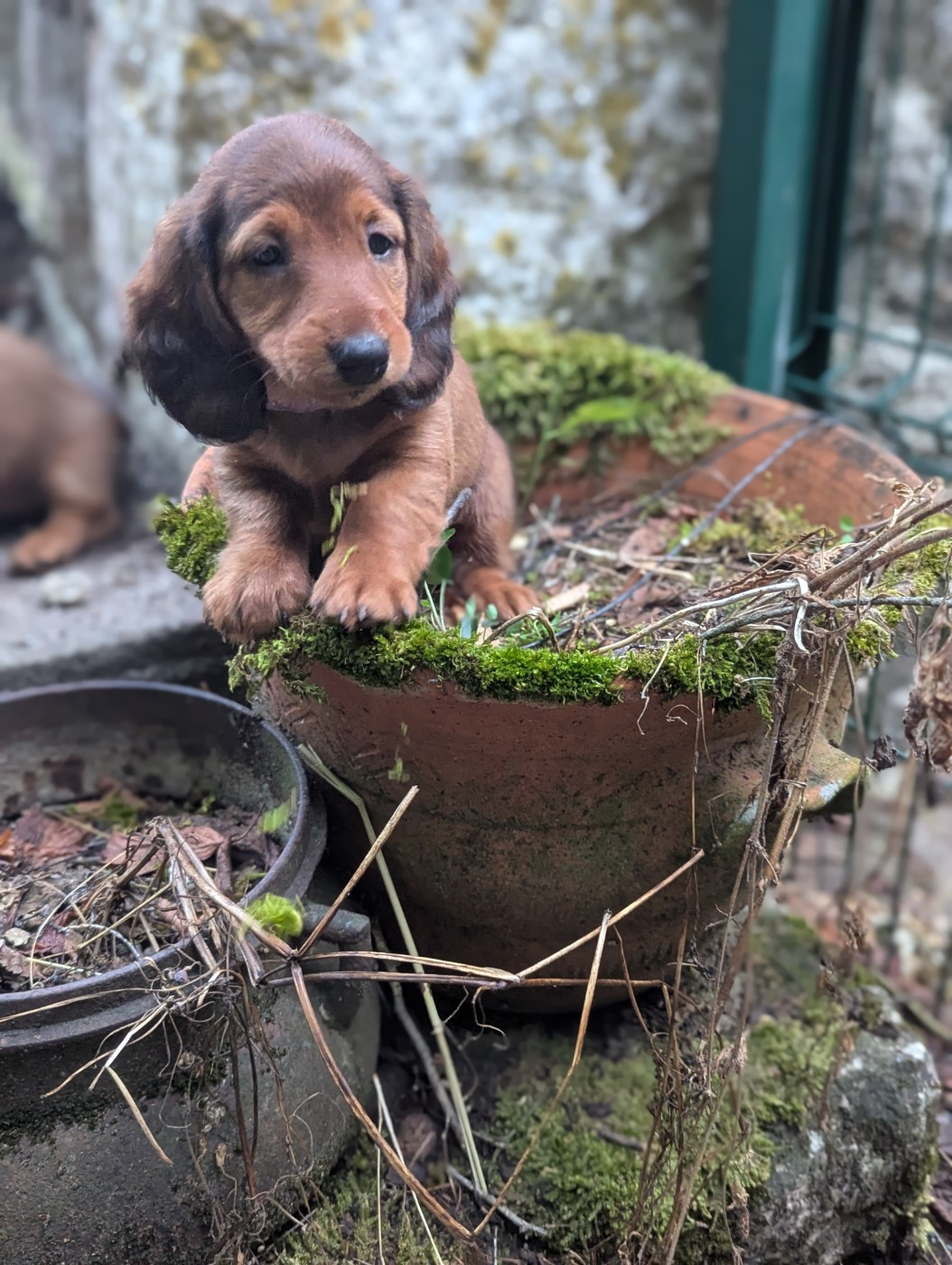 Des Plaines Du Valhalla - Chiots disponibles - Teckel poil long