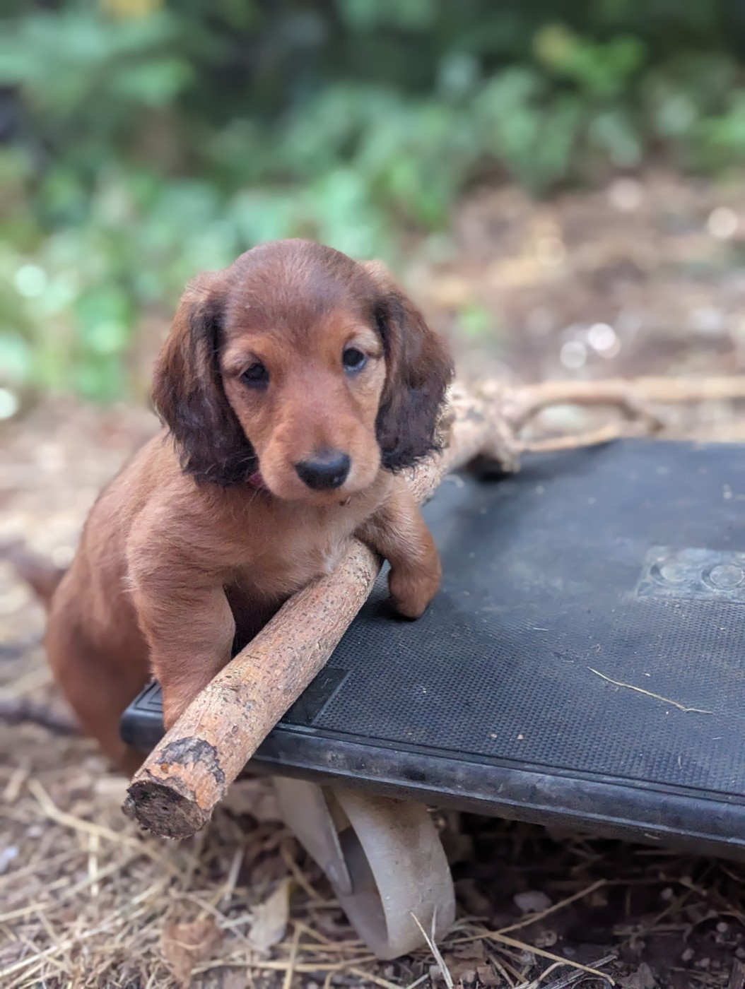 Des Plaines Du Valhalla - Chiots disponibles - Teckel poil long