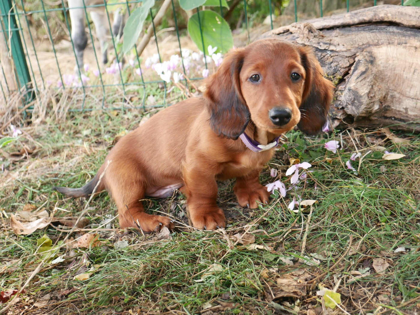 Des Plaines Du Valhalla - Chiots disponibles - Teckel poil long