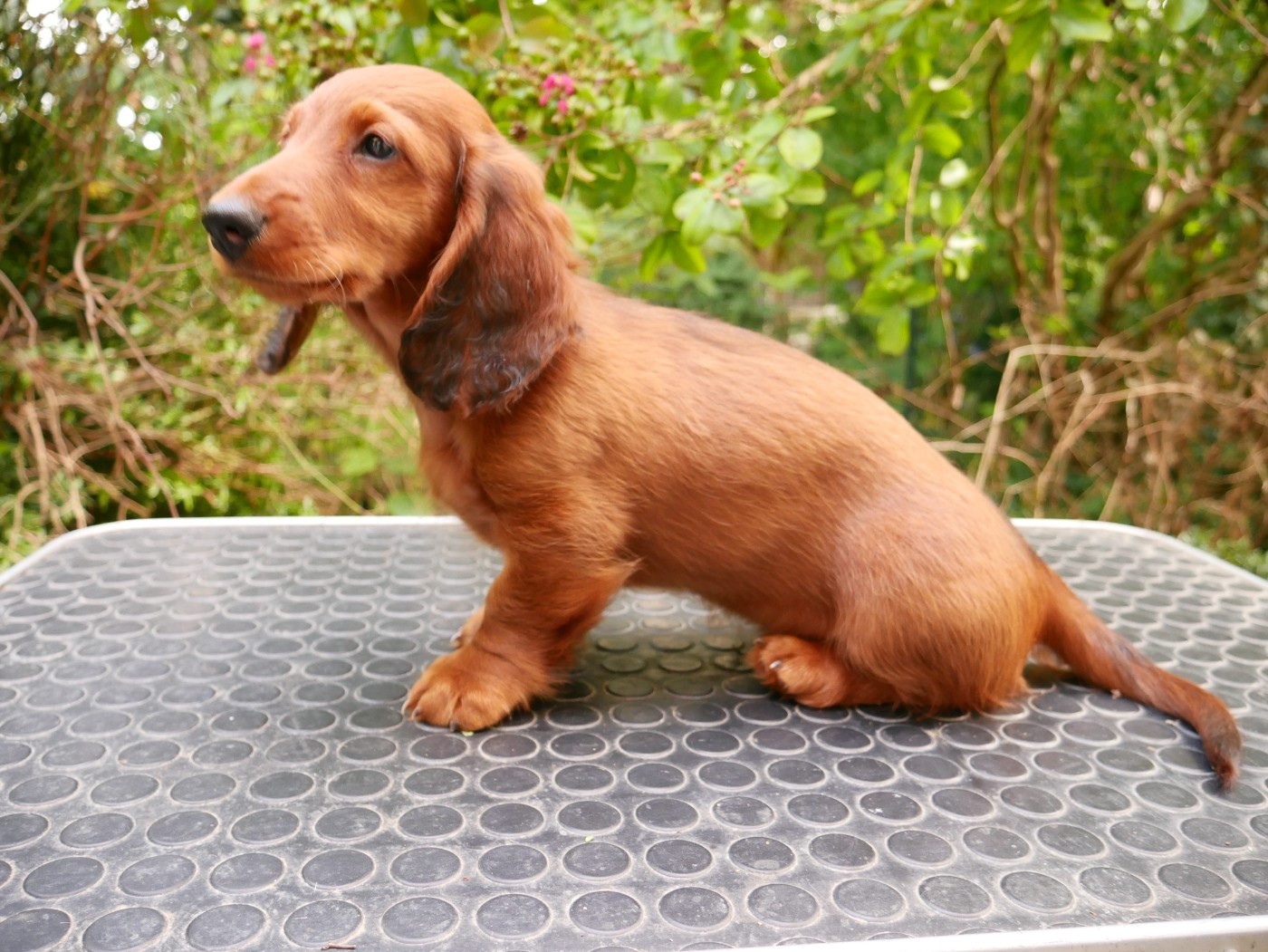 Des Plaines Du Valhalla - Chiots disponibles - Teckel poil long