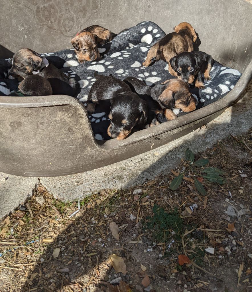 Chiot Teckel poil dur Des Plaines Du Valhalla